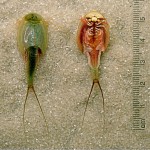 Triops-longicaudatus-dorsal-ventral-edit Triops-longicaudatus-dorsal-ventral-edit