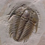 trilobite trilobite